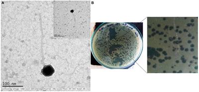 In vitro and in vivo evaluation of the biofilm-degrading Pseudomonas phage Motto, as a candidate for phage therapy